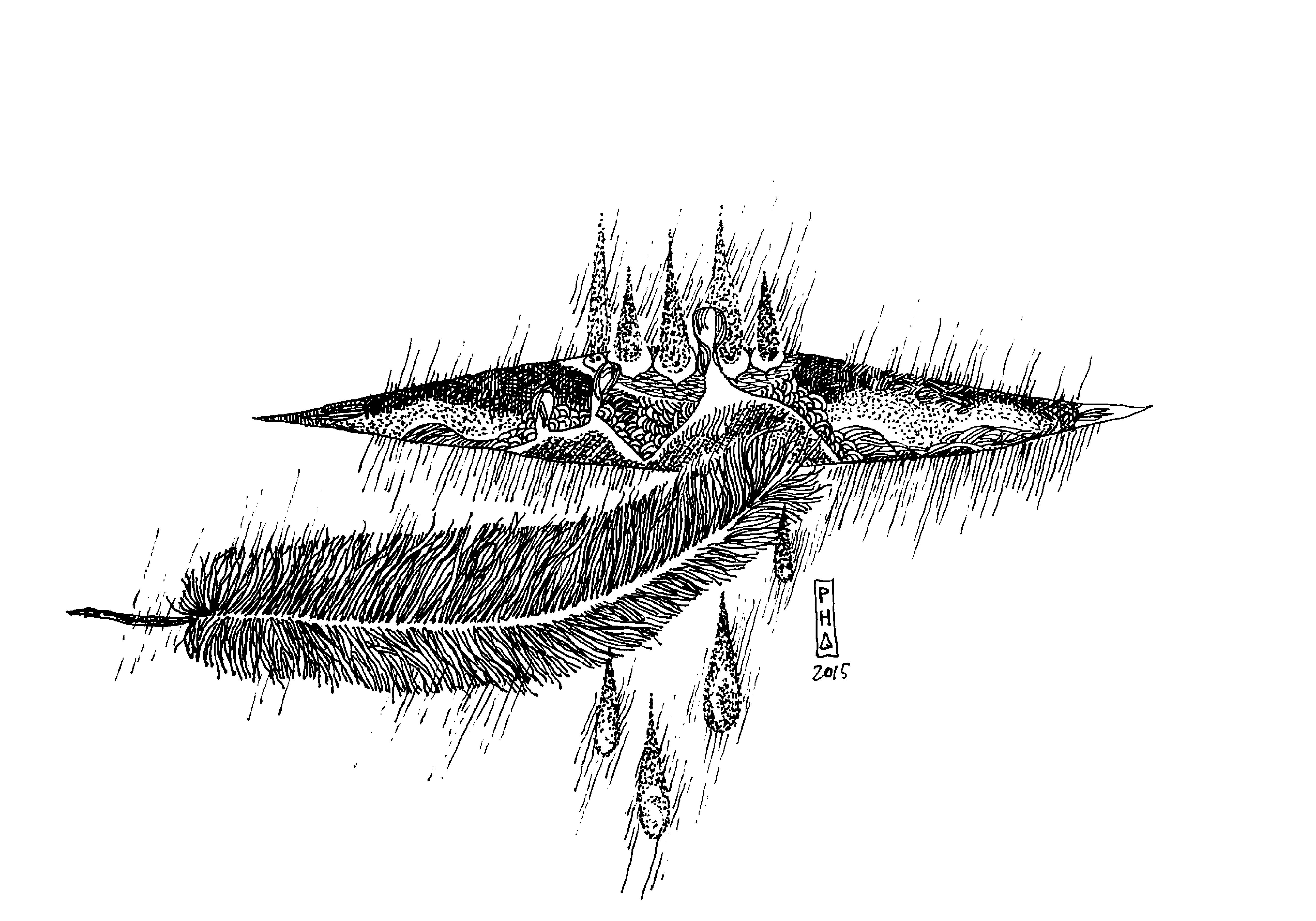 truyen-co-tich-dan-gian-viet-nam-a-chuc-chang-nguu-5