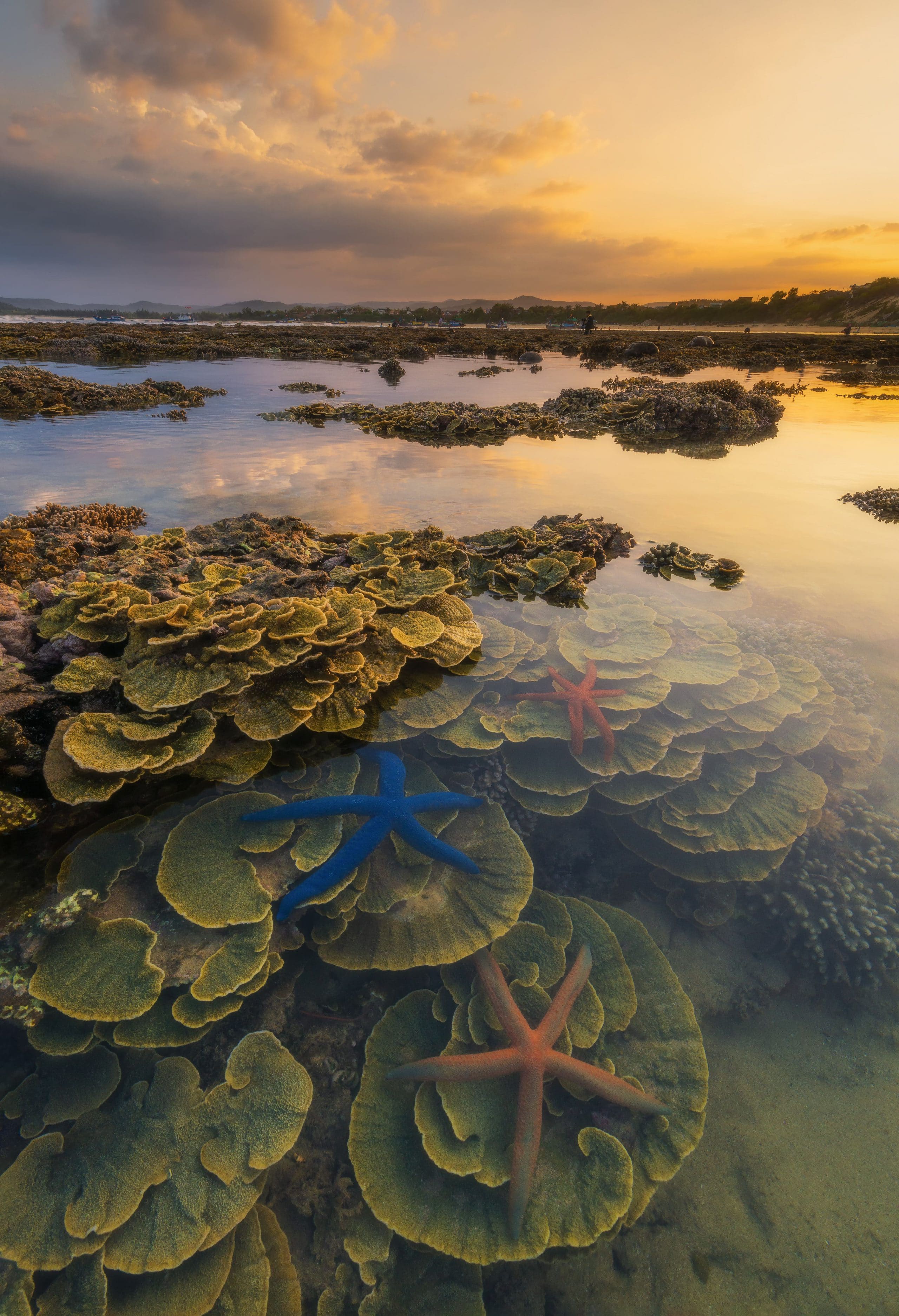 142- Hoa của biển – Vũ Phi Long