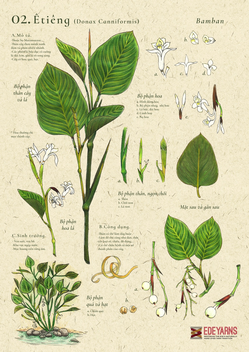 ban-ve-nghien-cuu-cua-nhom-ede-yarns-ve-cay-etieng-cho-nen-di-san-van-hoa-viet-nam