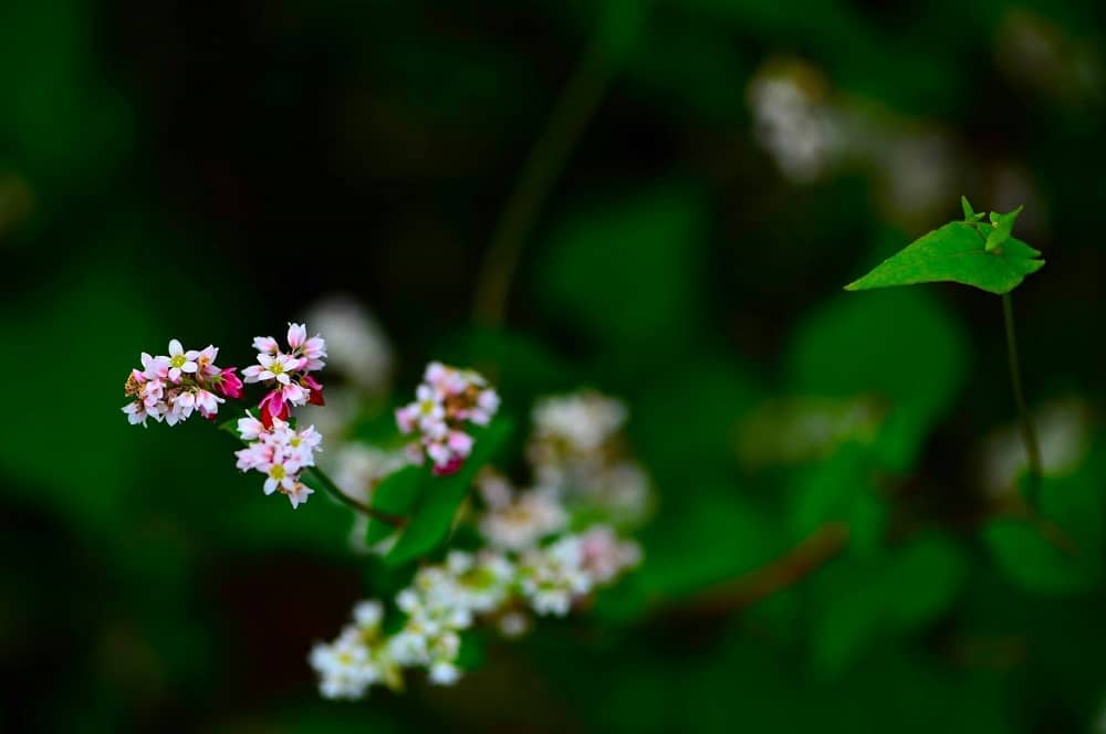 Mùa Tam giác mạch ở vùng núi phía Bắc