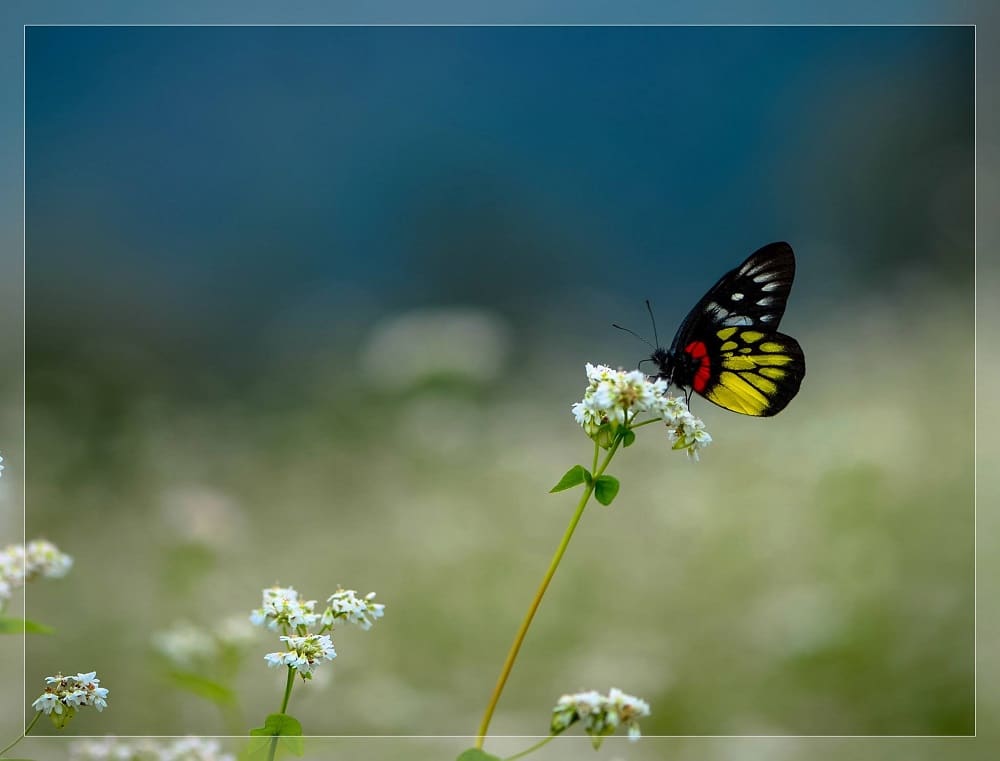 Mùa Tam giác mạch ở vùng núi phía Bắc