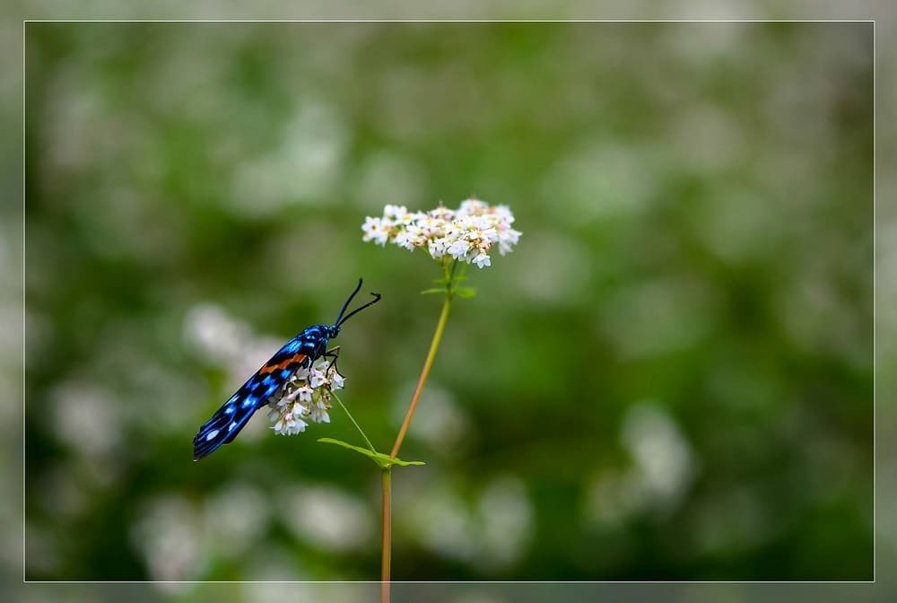 Mùa Tam giác mạch ở vùng núi phía Bắc