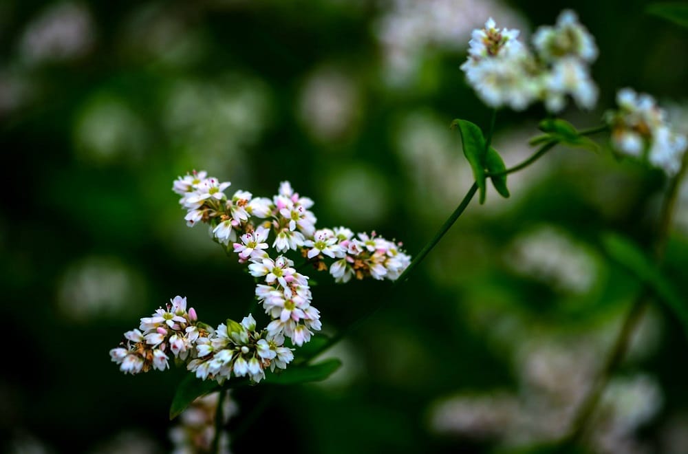 Mùa Tam giác mạch ở vùng núi phía Bắc