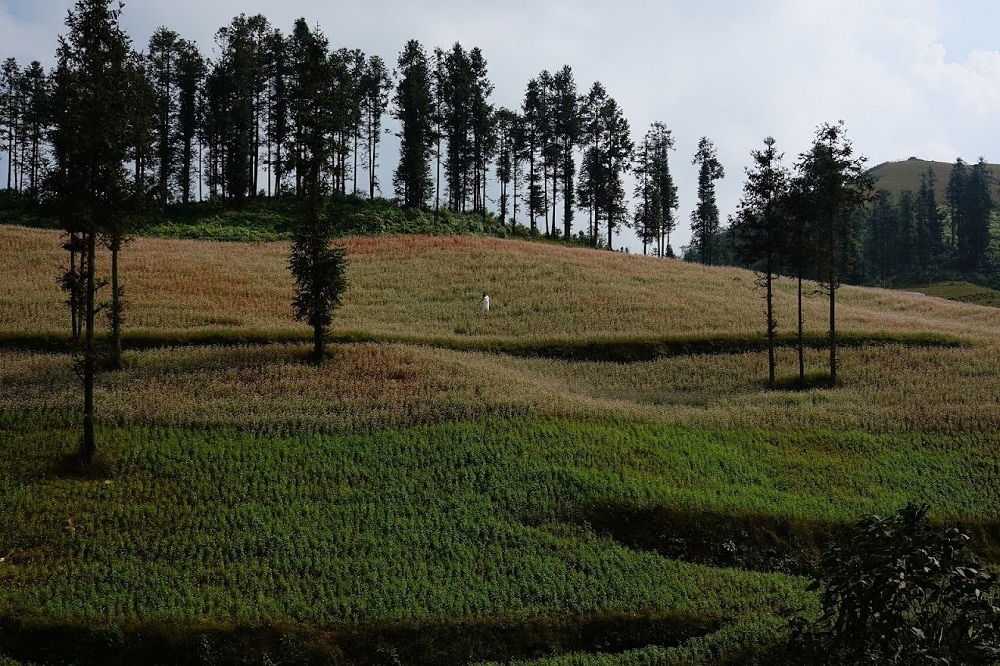 Mùa Tam giác mạch ở vùng núi phía Bắc