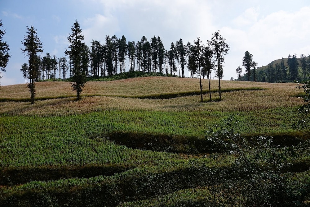 Mùa Tam giác mạch ở vùng núi phía Bắc