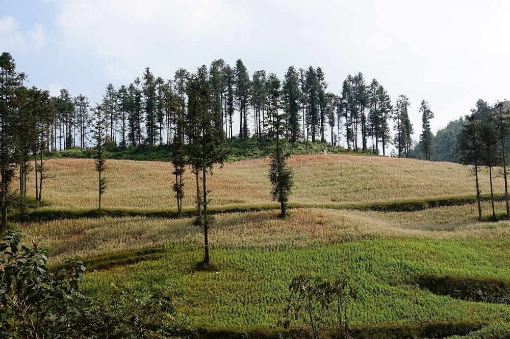 Mùa Tam giác mạch ở vùng núi phía Bắc