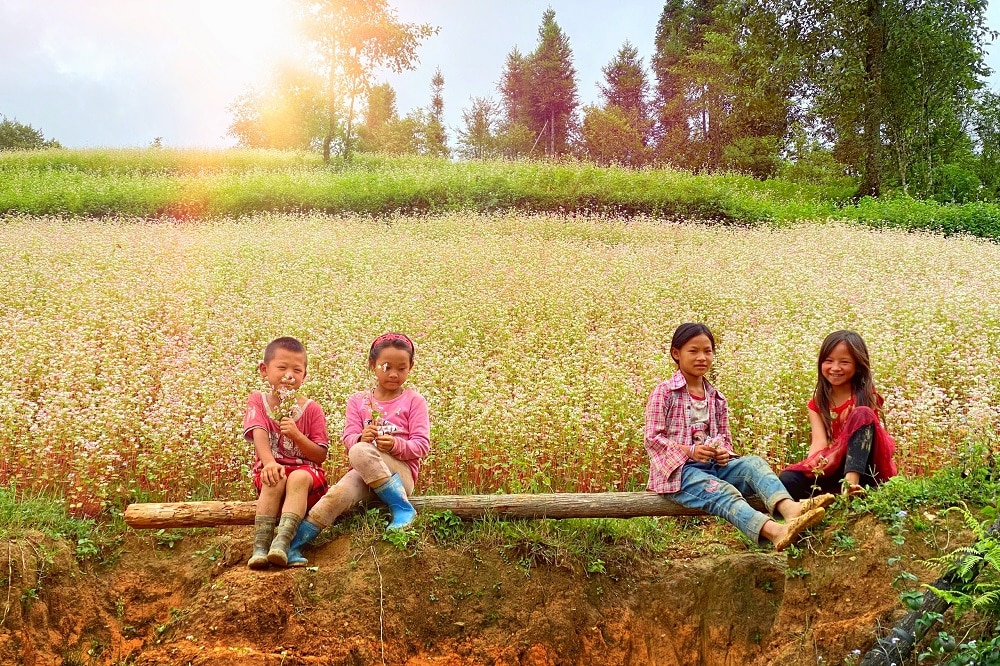 Mùa Tam giác mạch ở vùng núi phía Bắc