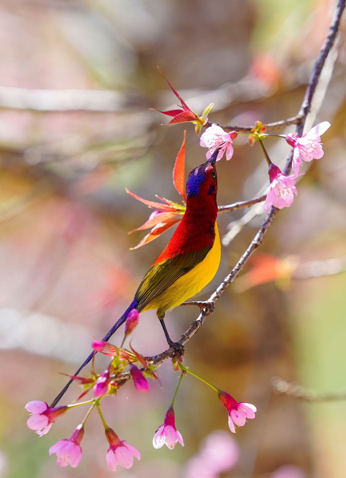 The heralds of spring