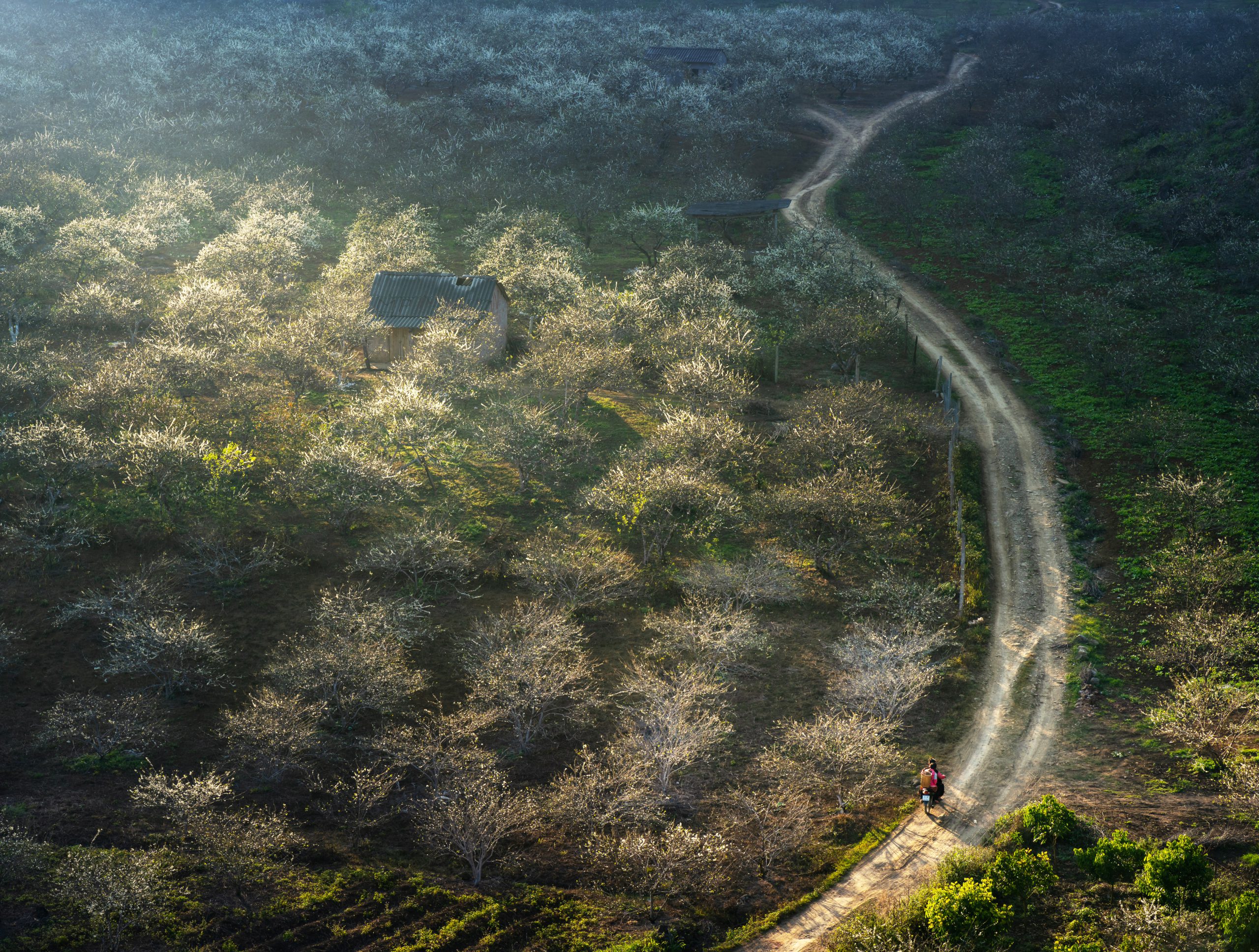 Spring’s essence  in the mountains