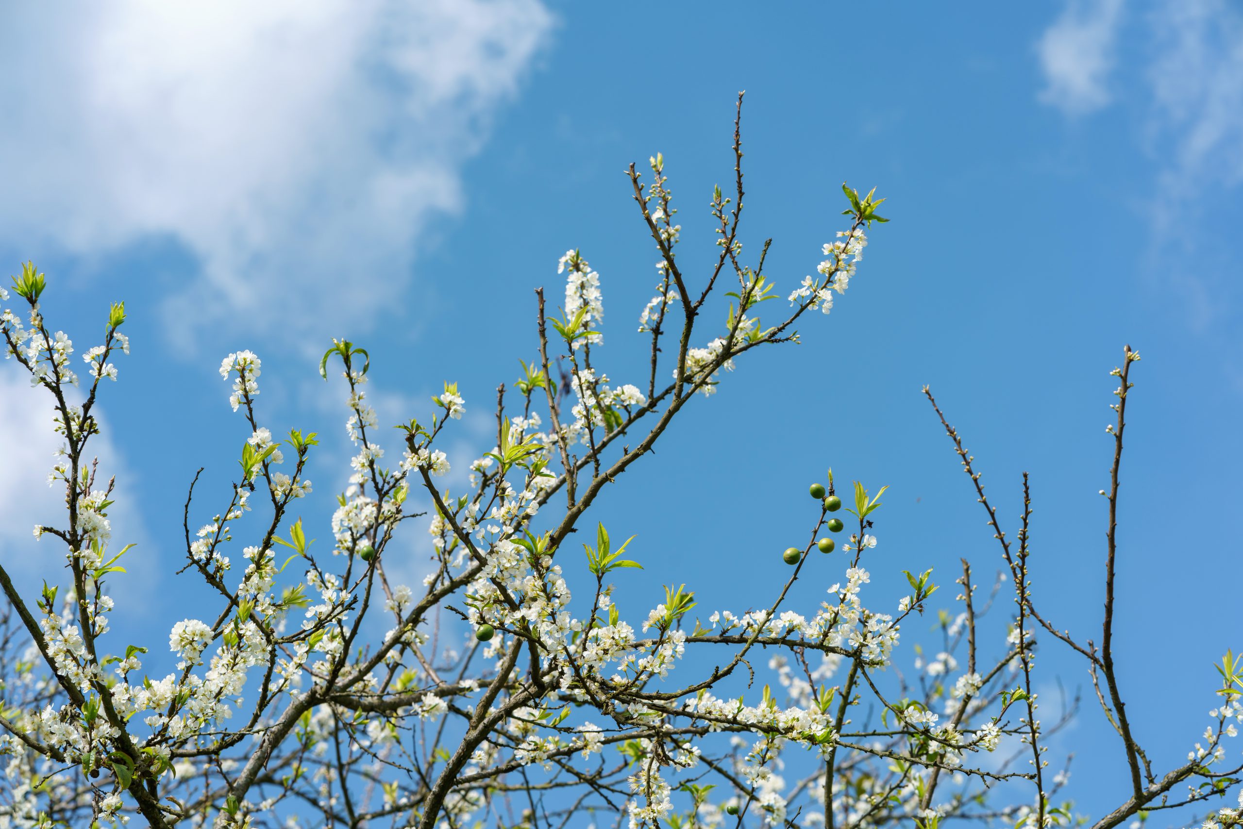 Spring’s essence  in the mountains