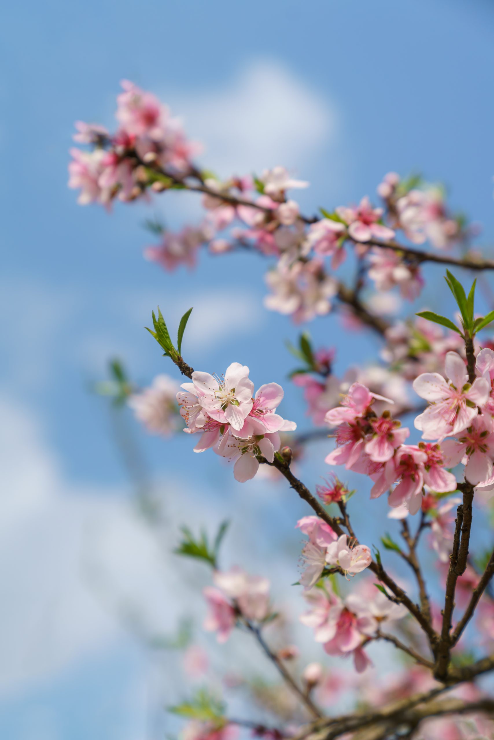 Spring’s essence  in the mountains