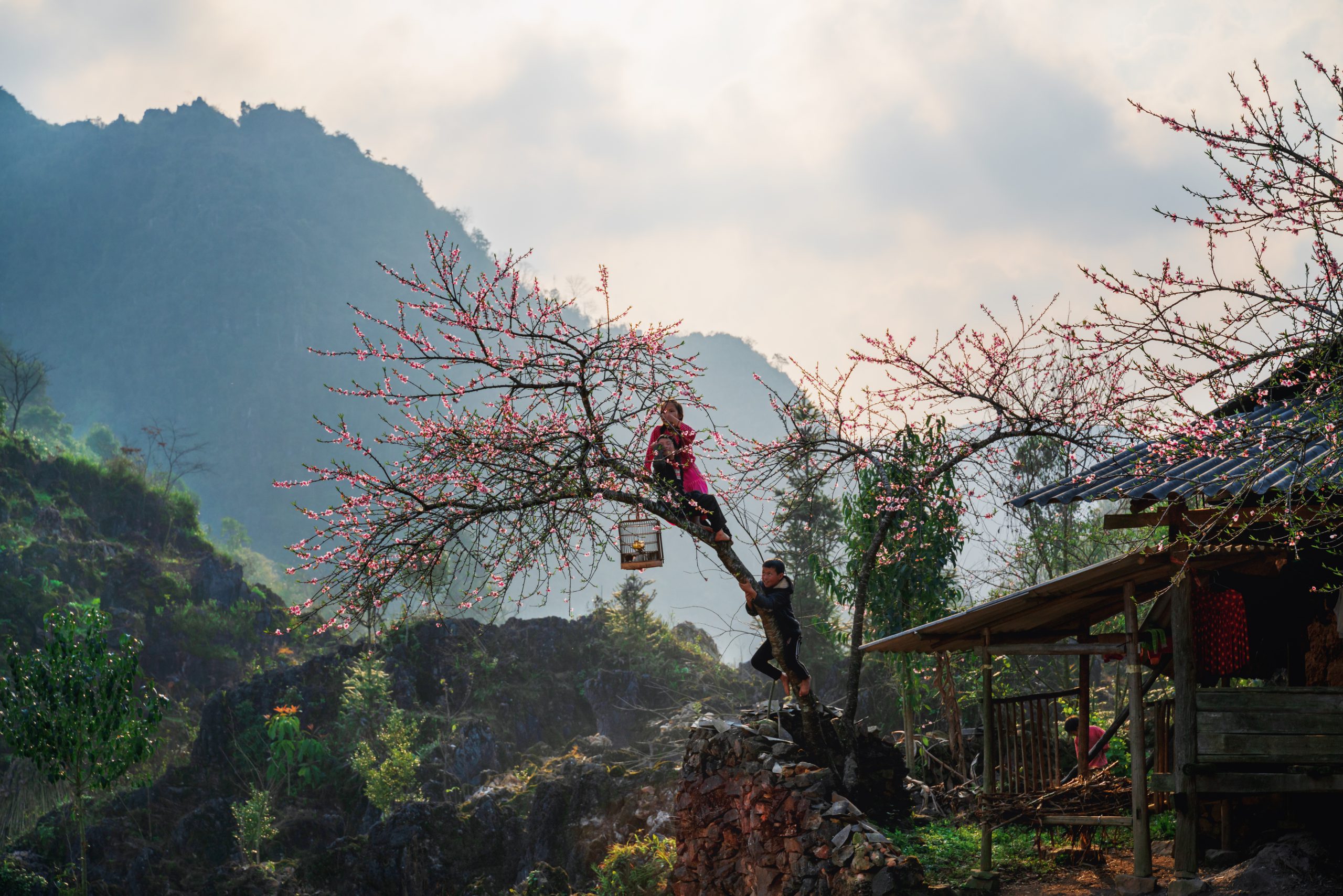 Spring’s essence  in the mountains