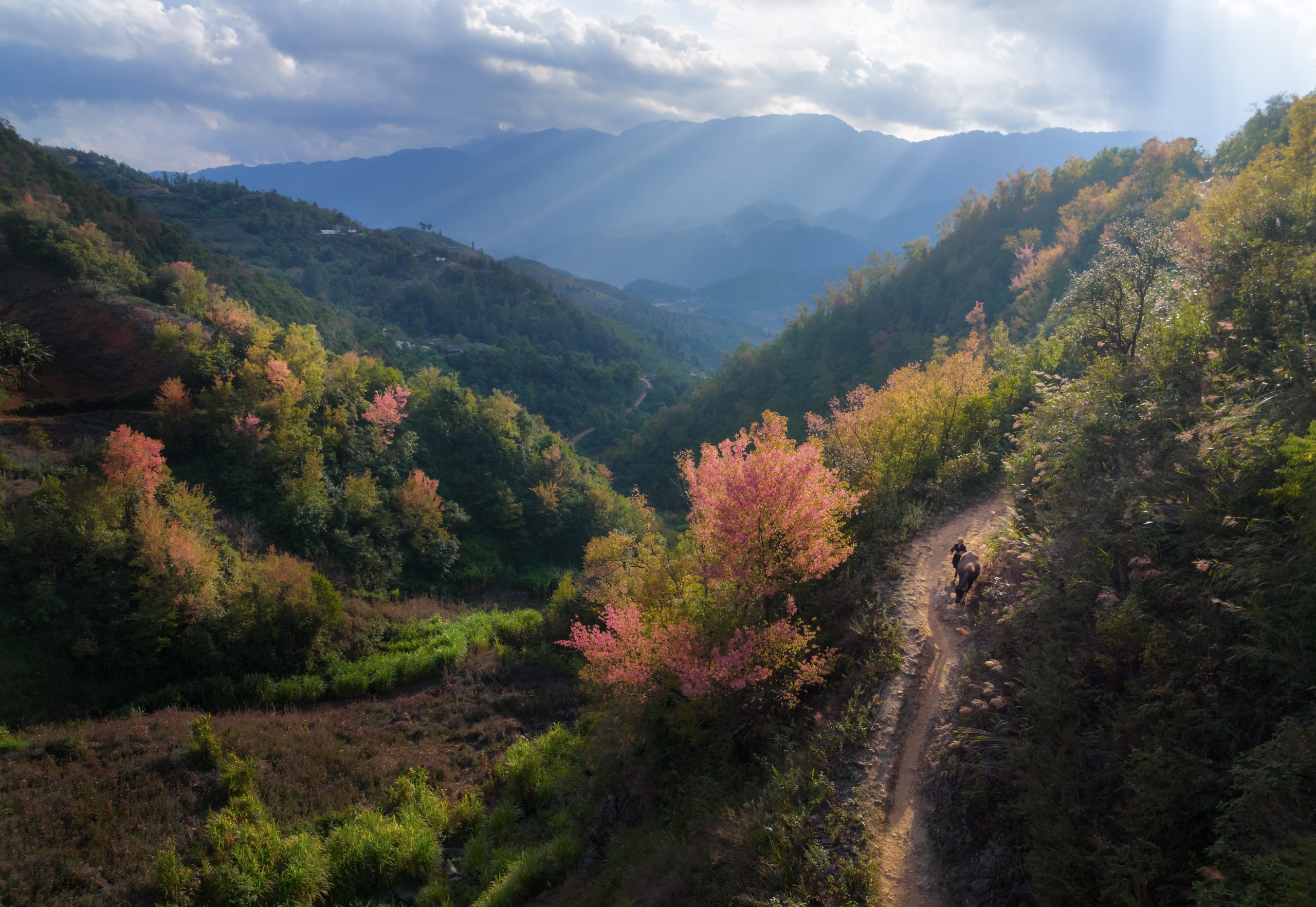 Spring’s essence  in the mountains