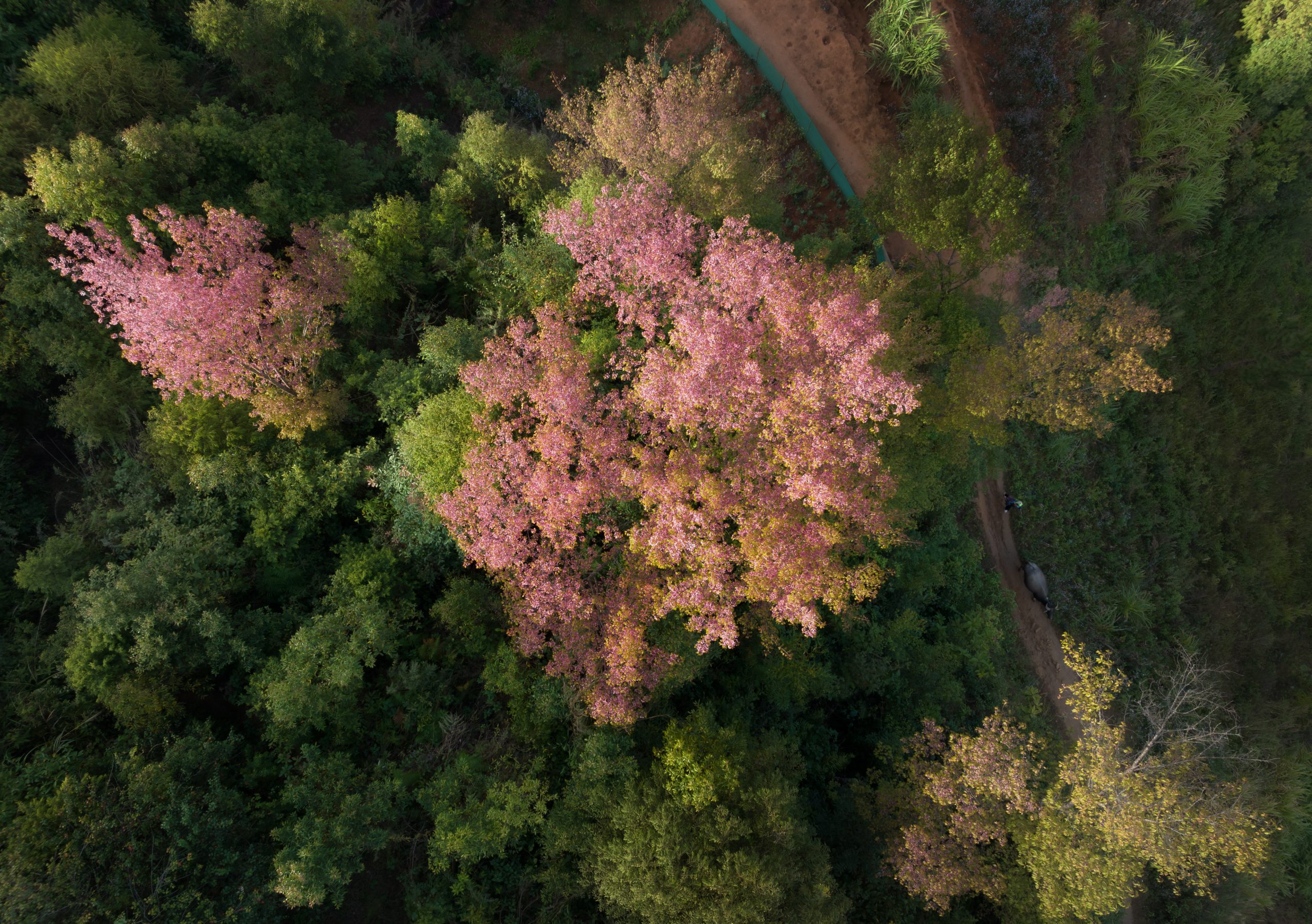 Spring’s essence  in the mountains