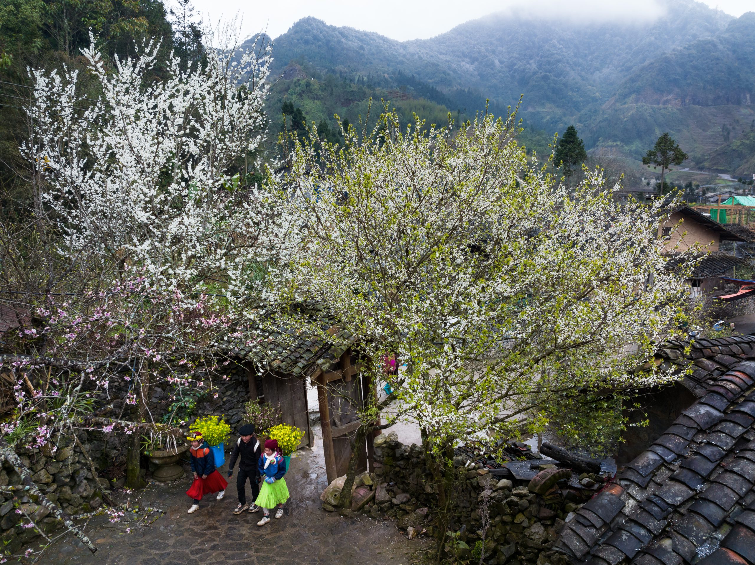 Spring’s essence  in the mountains