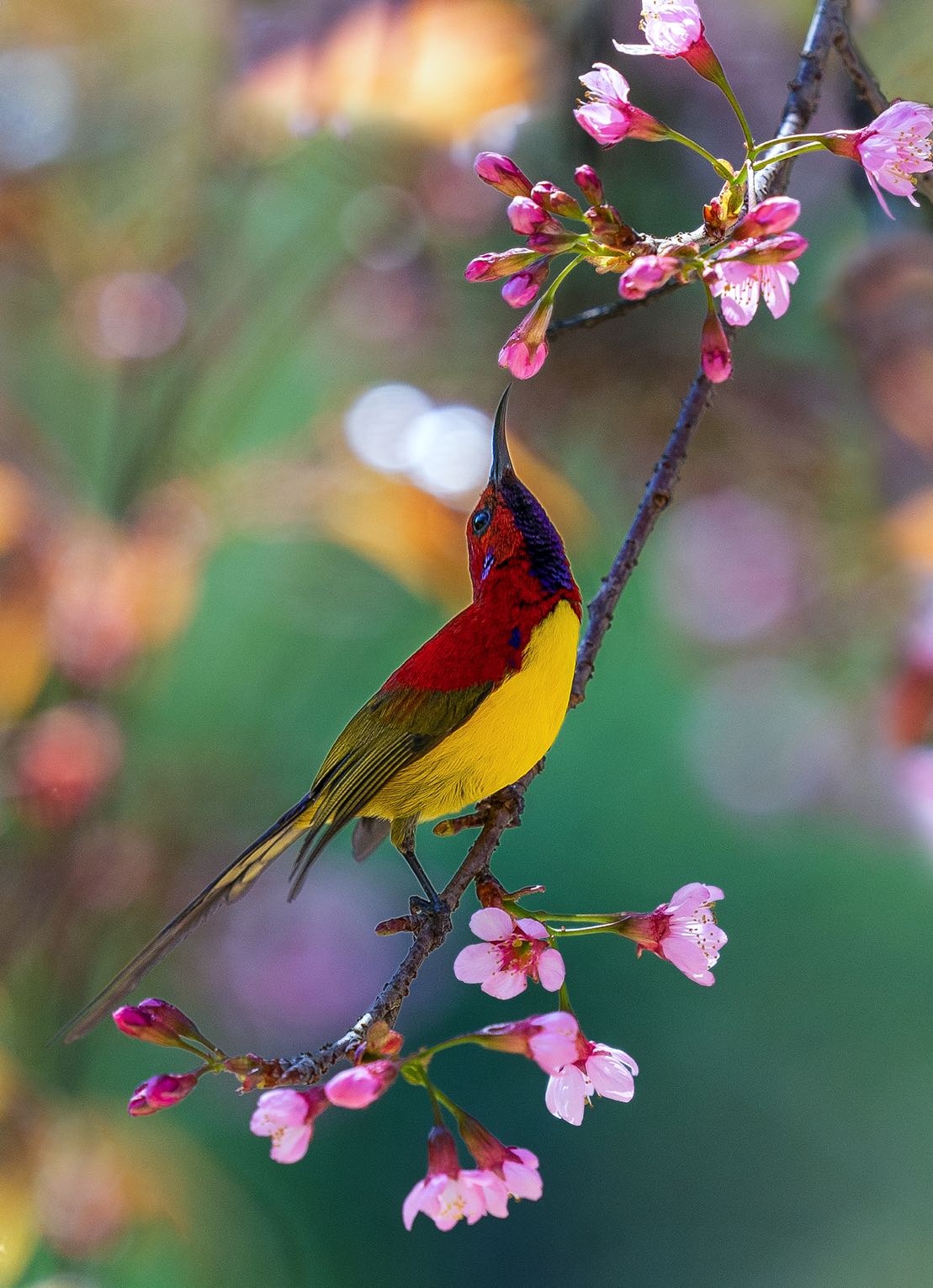 The heralds of spring