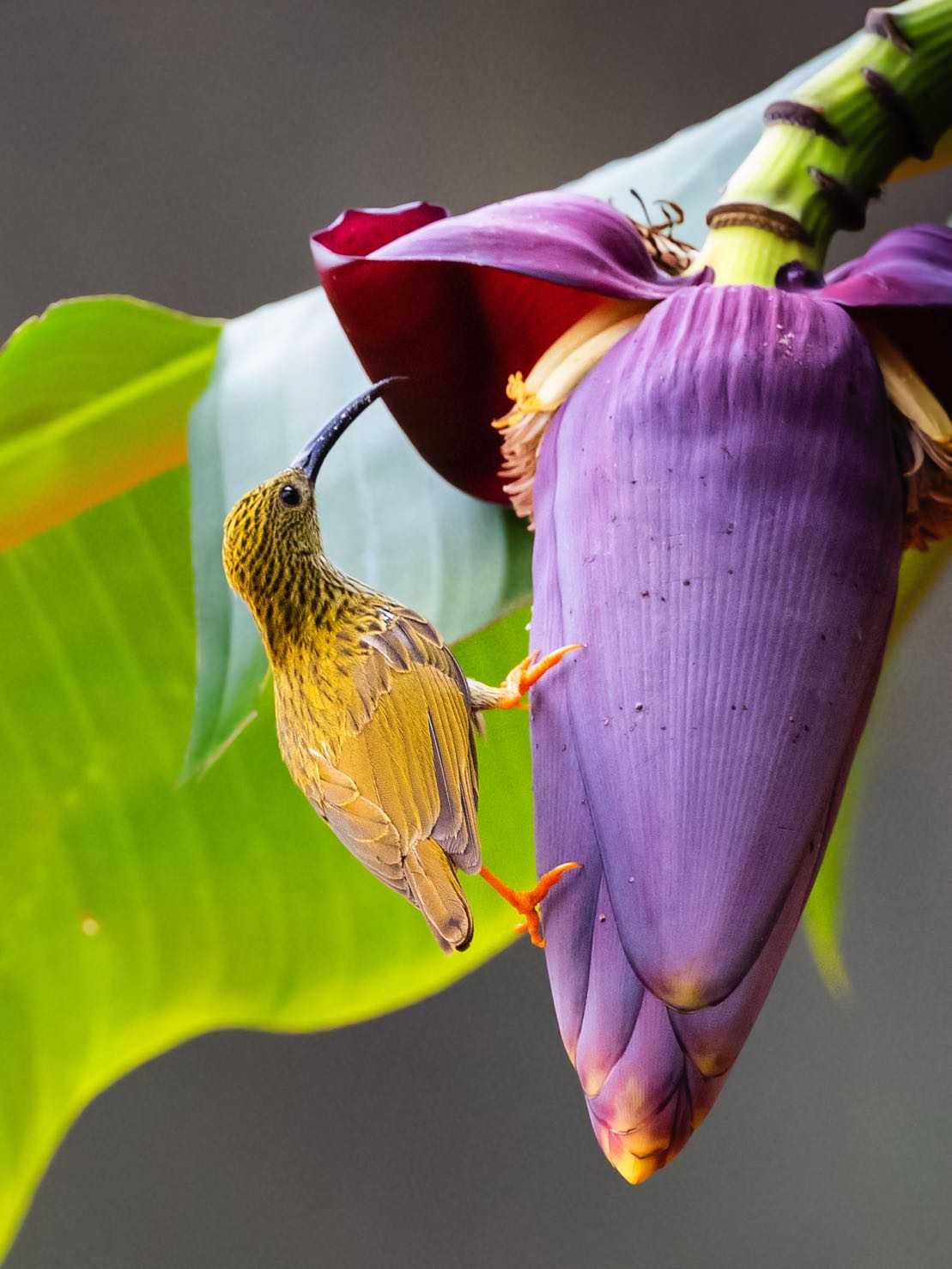 The heralds of spring