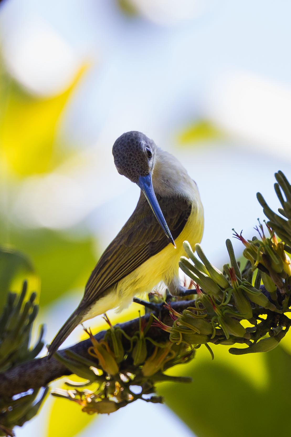 The heralds of spring