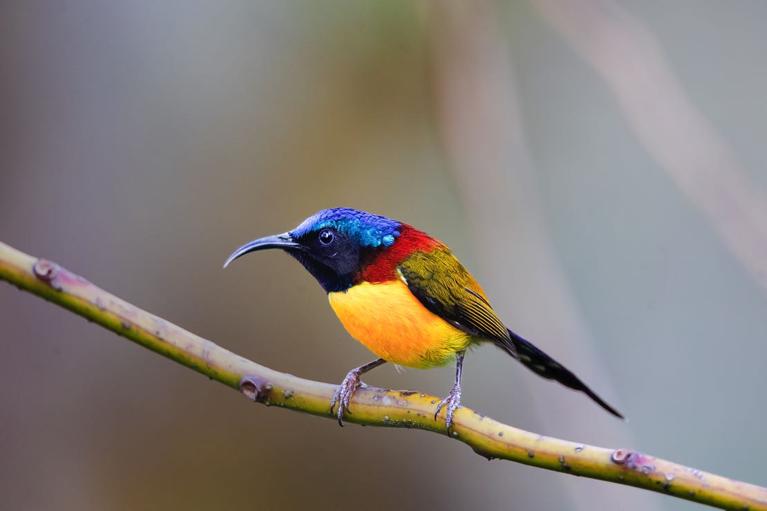 The heralds of spring