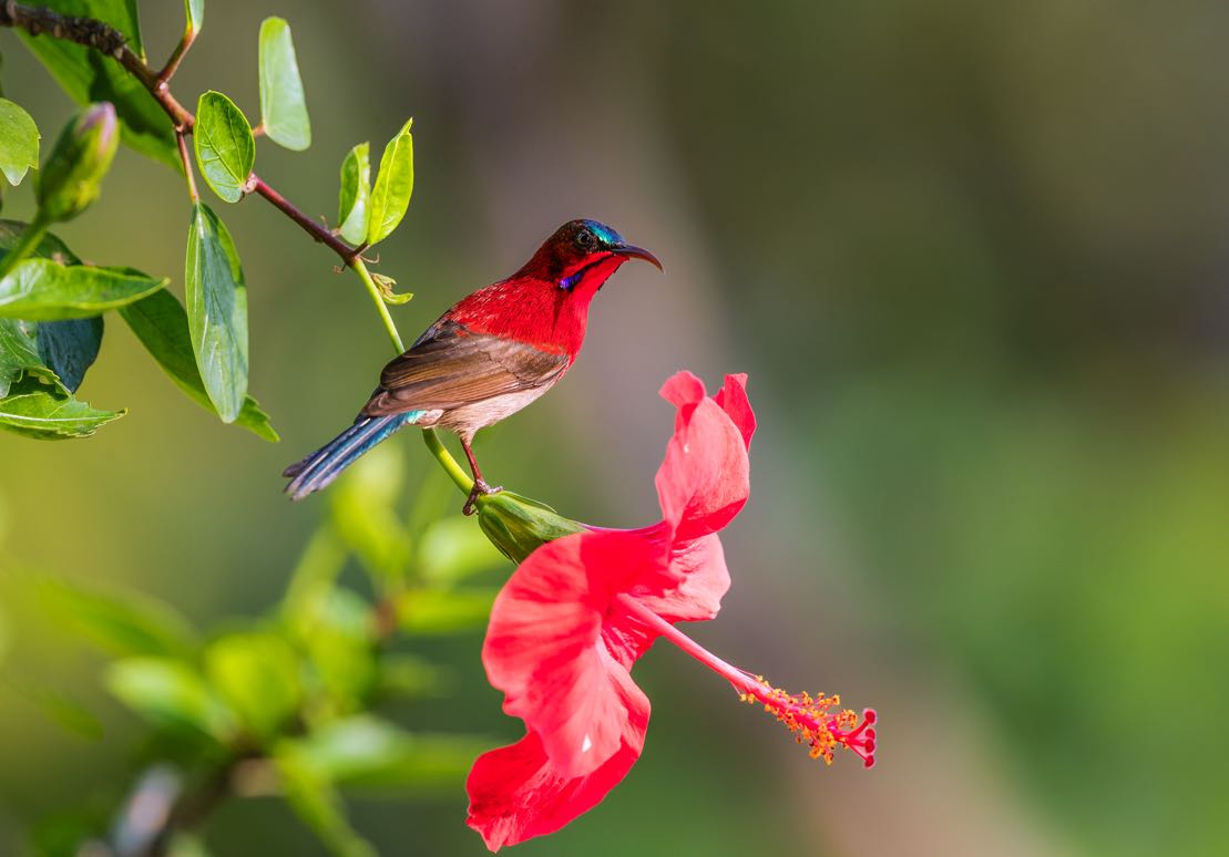 The heralds of spring