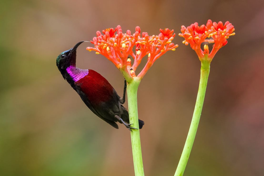 The heralds of spring