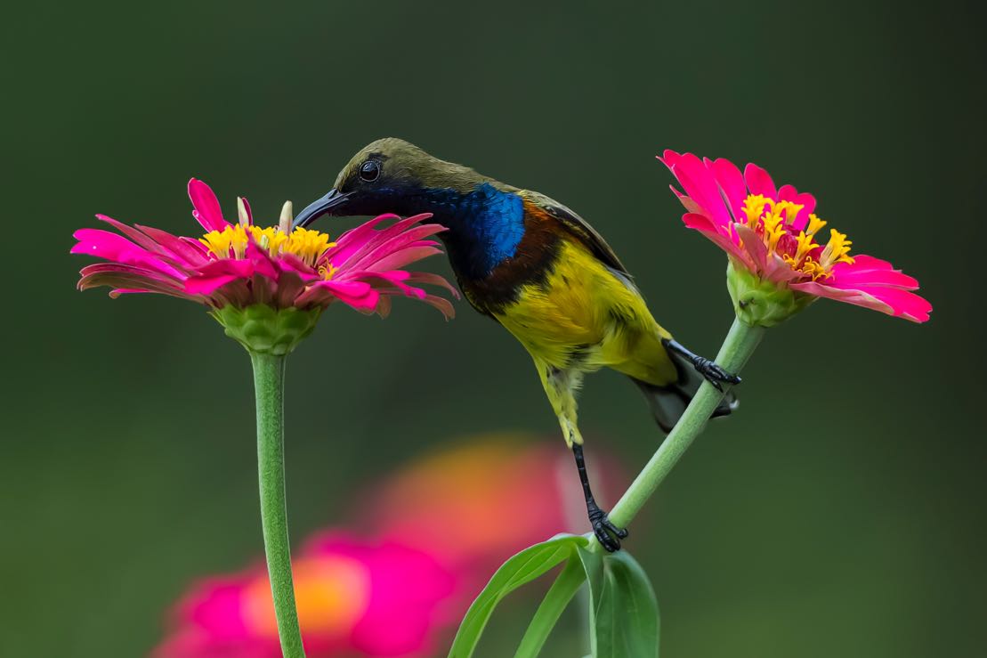 The heralds of spring