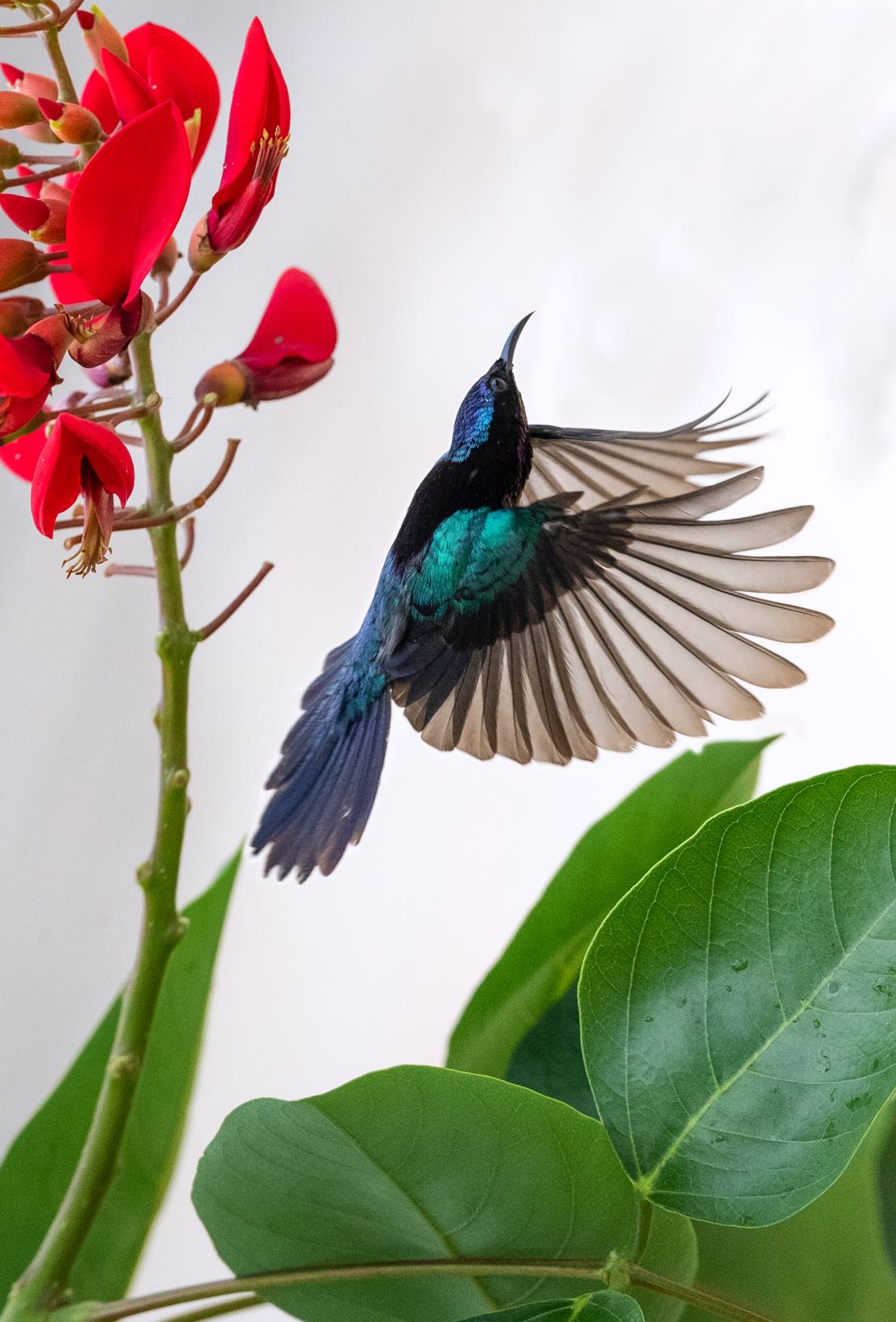 The heralds of spring