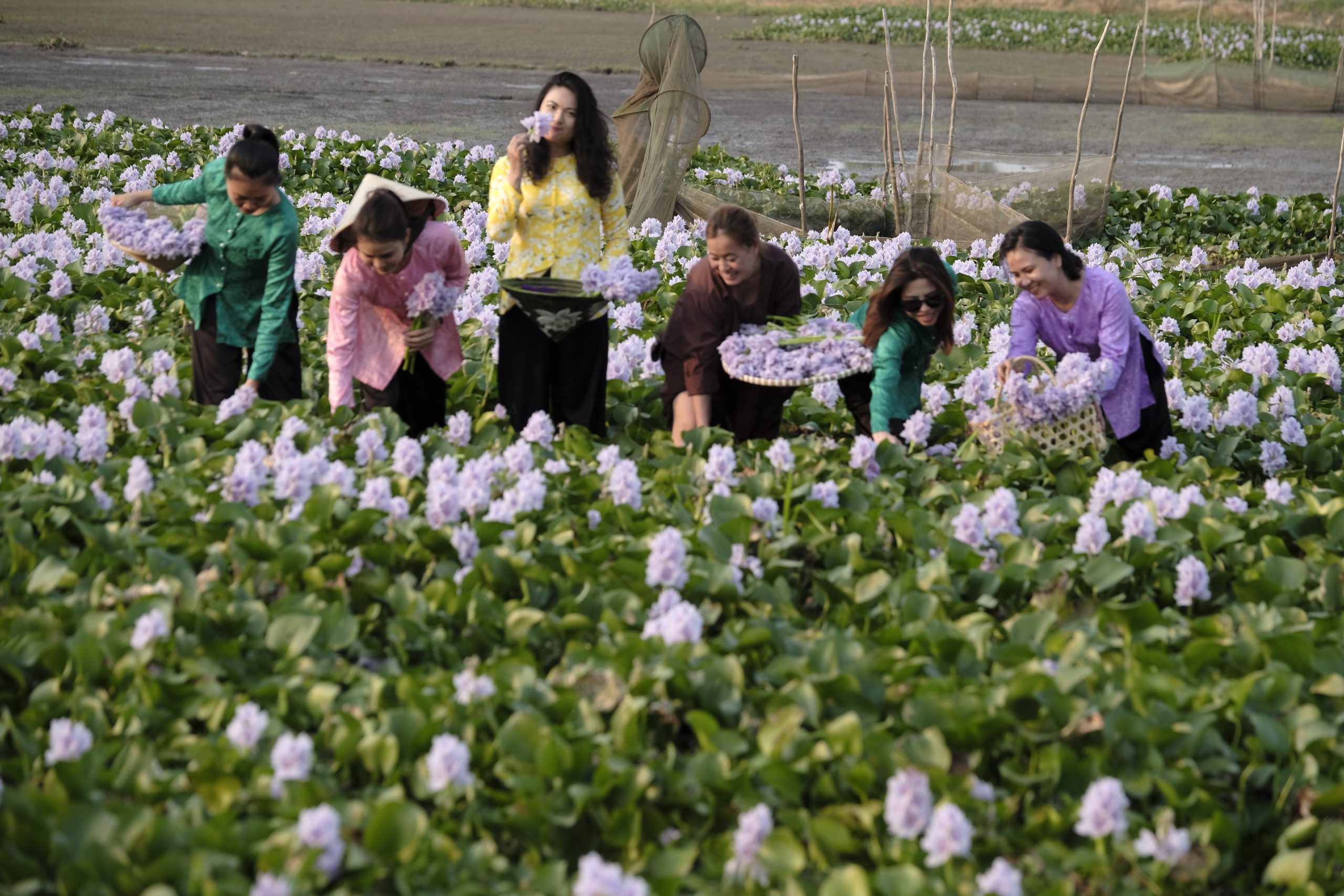 15. Mùa Hoa lục bình – Trần Quốc Tú