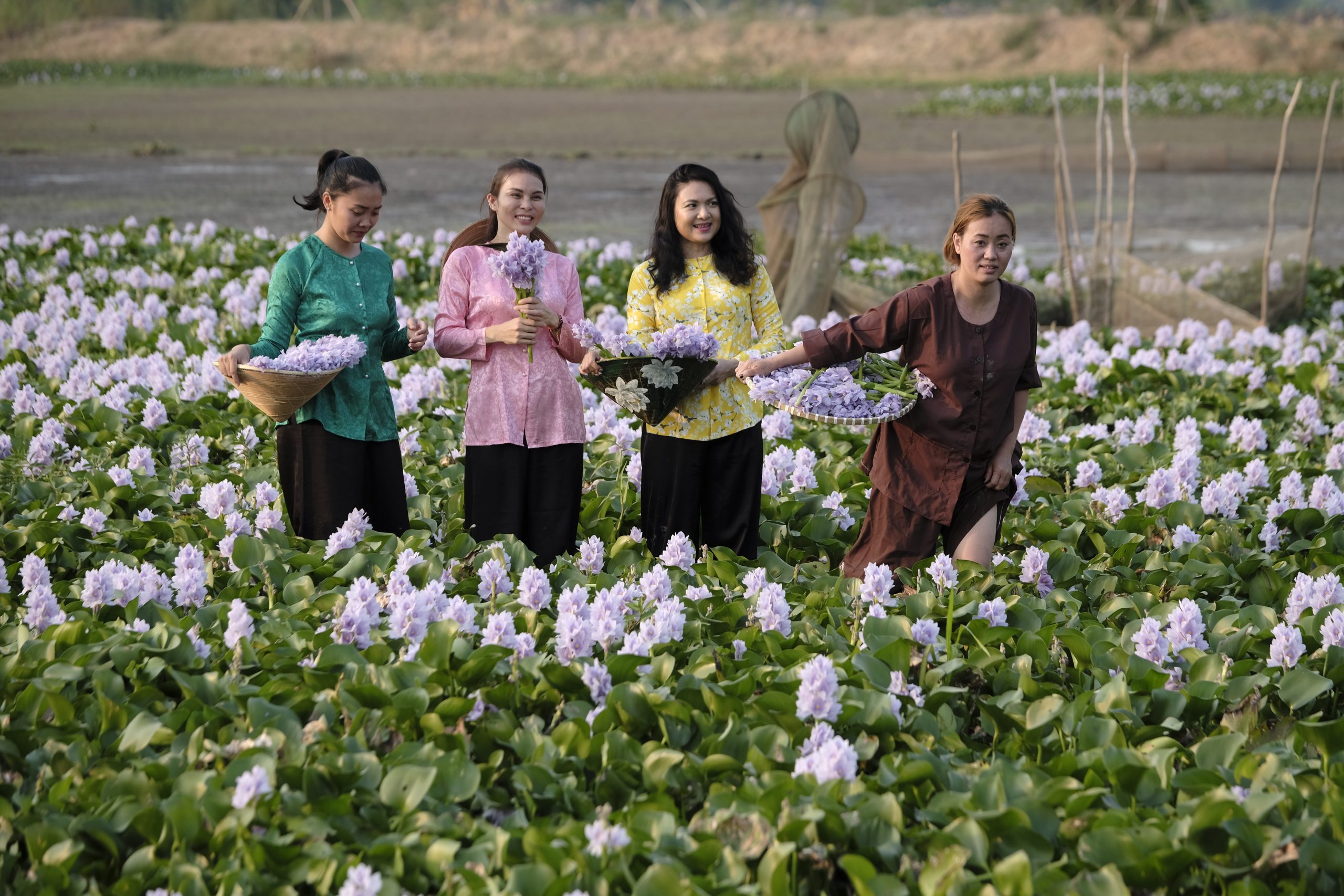 15. Mùa Hoa lục bình – Trần Quốc Tú