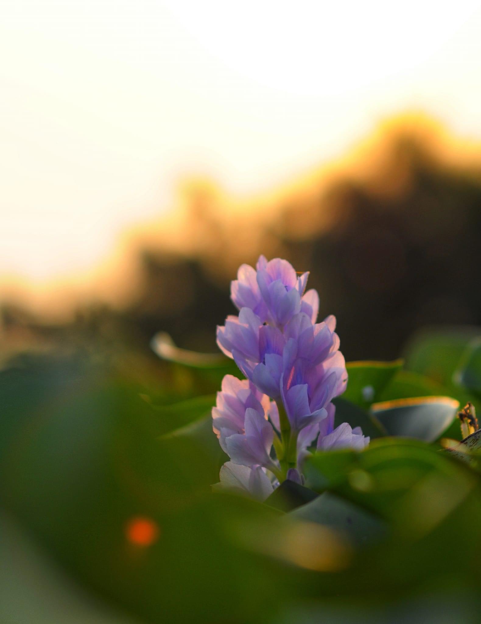 15. Mùa Hoa lục bình – Trần Quốc Tú