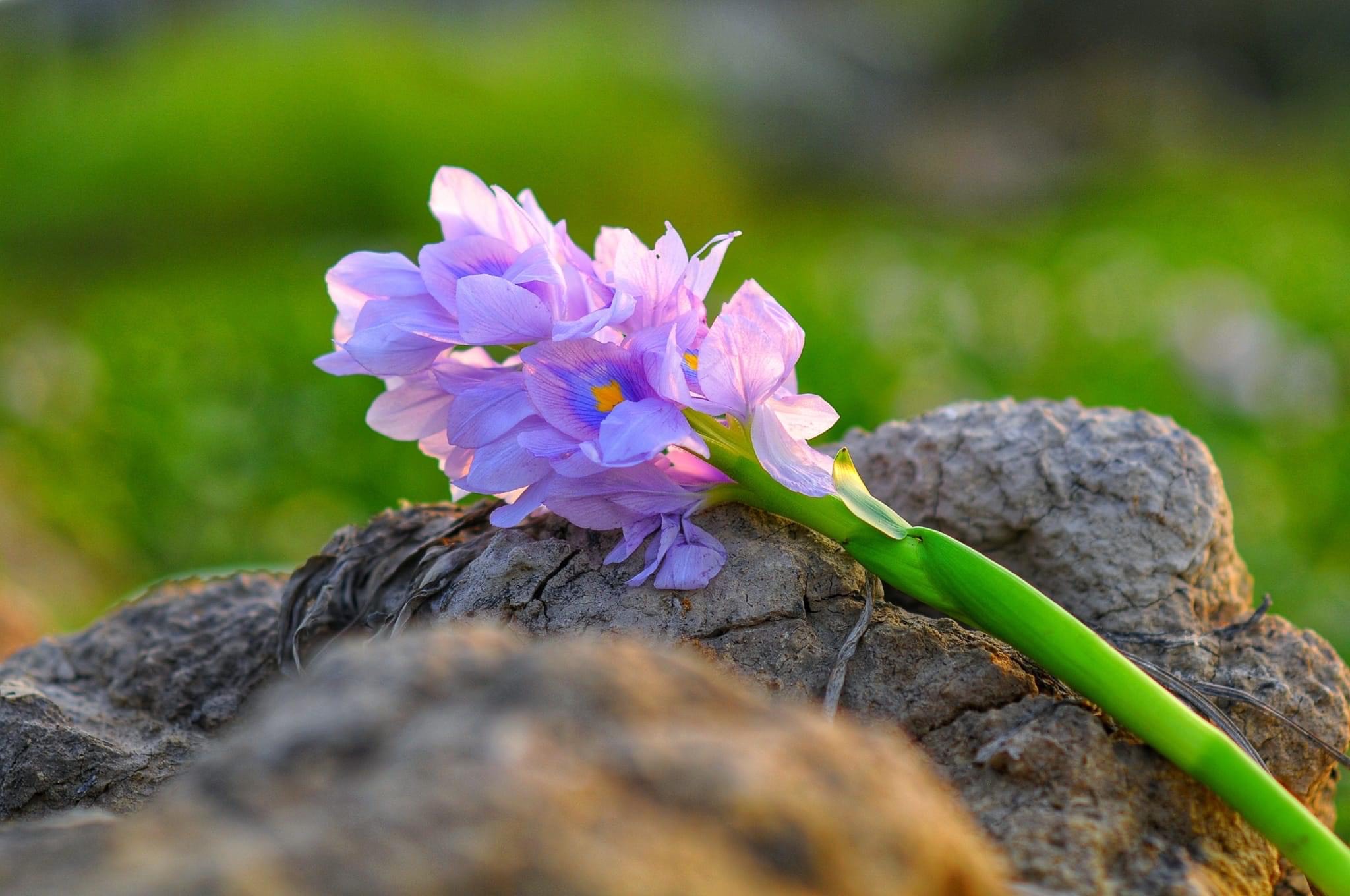 15. Mùa Hoa lục bình – Trần Quốc Tú