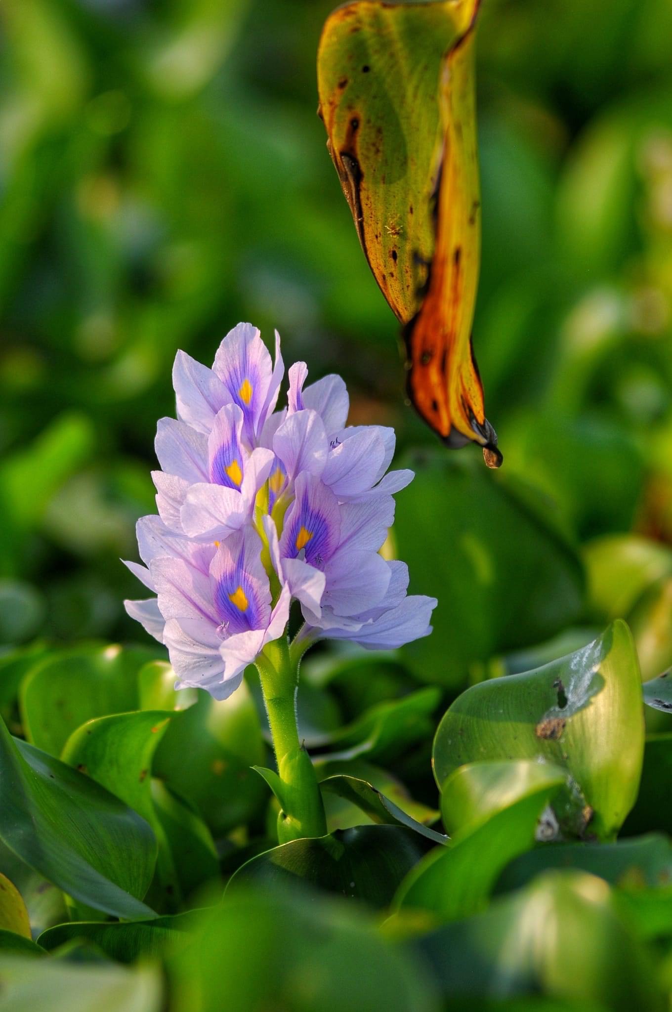 15. Mùa Hoa lục bình – Trần Quốc Tú