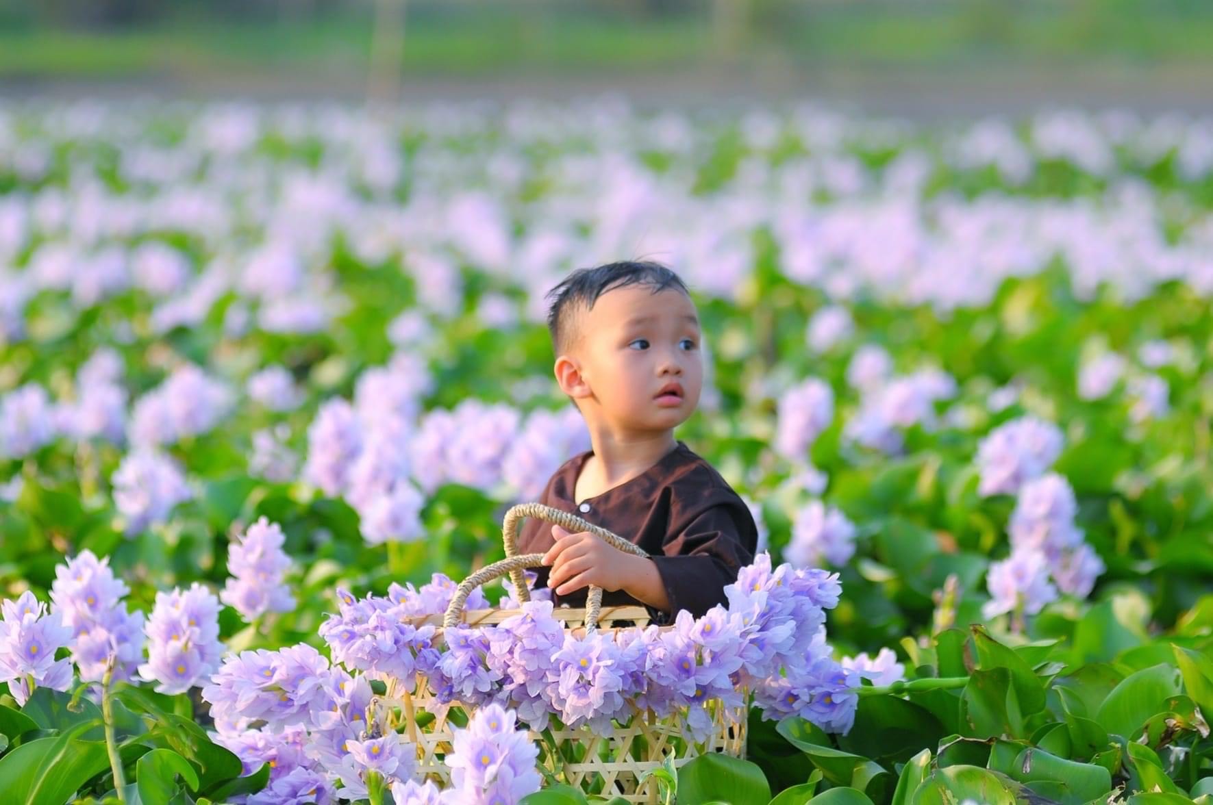 15. Mùa Hoa lục bình – Trần Quốc Tú