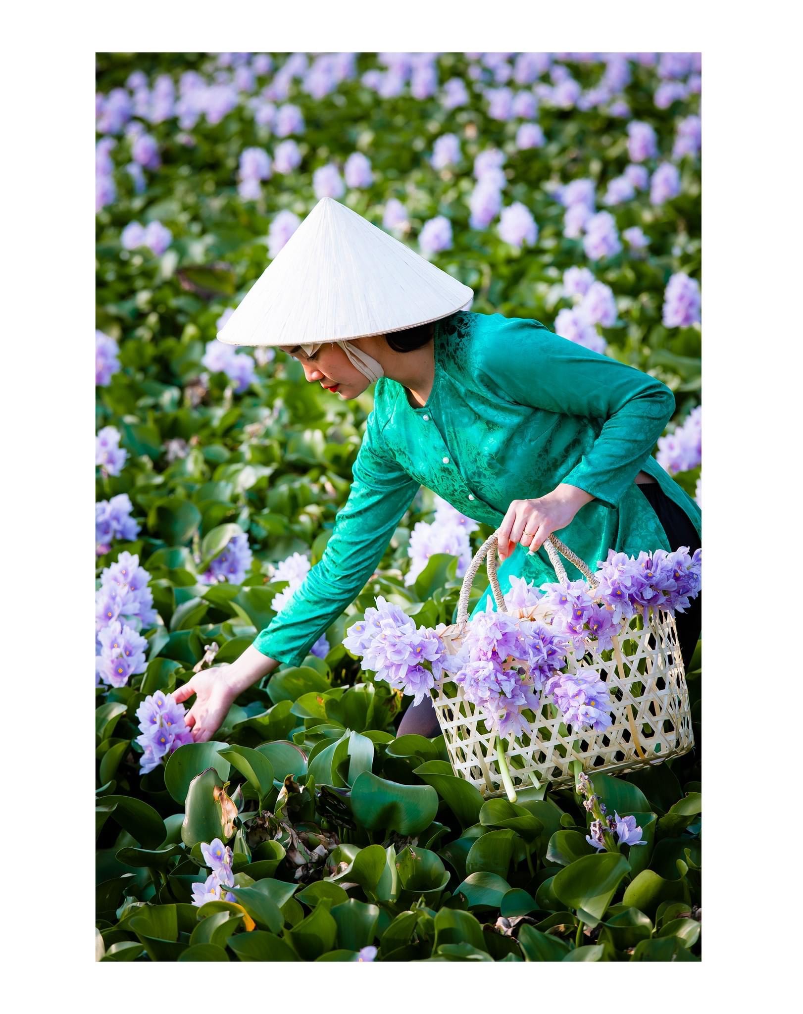 15. Mùa Hoa lục bình – Trần Quốc Tú