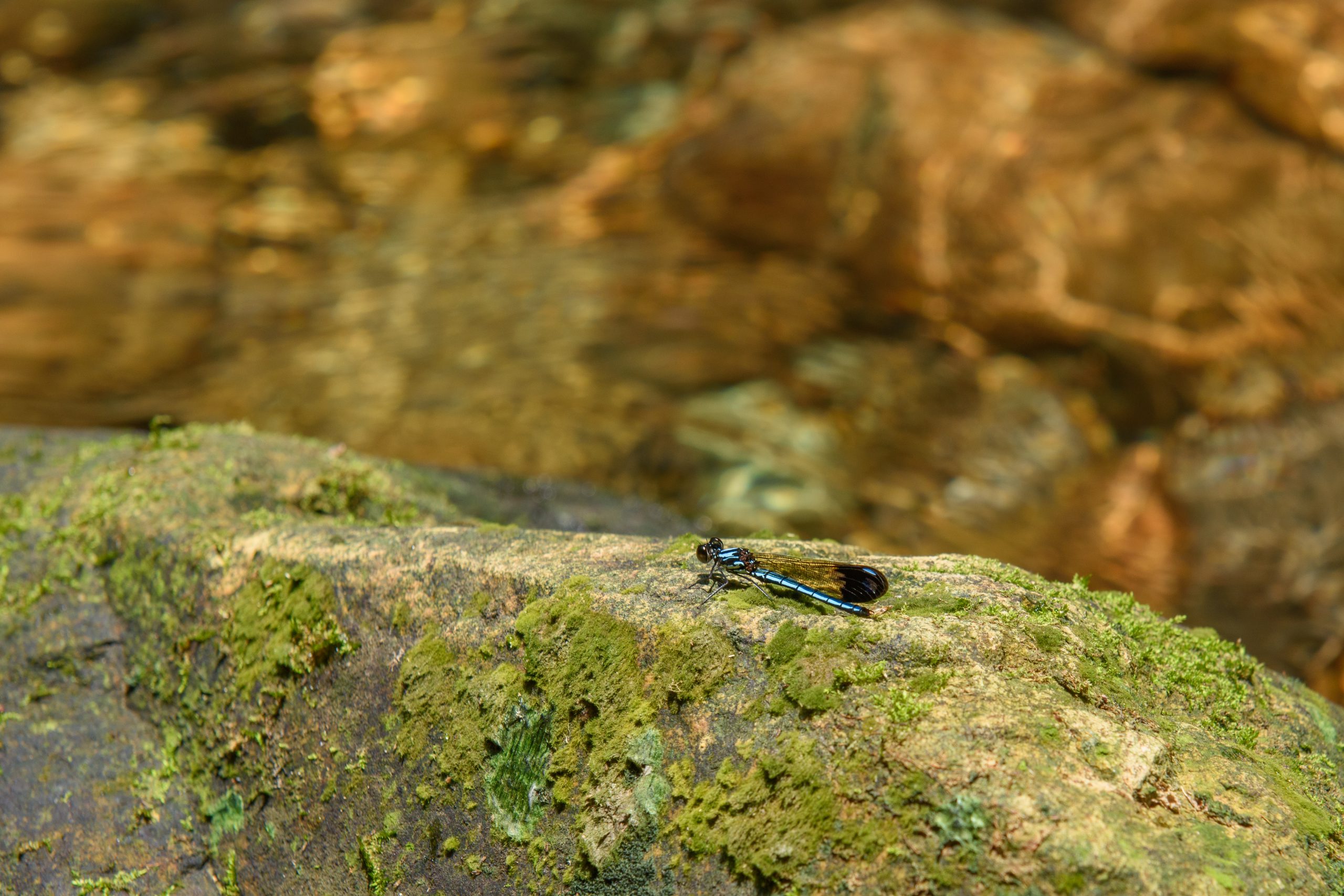 Đi tìm thác suối