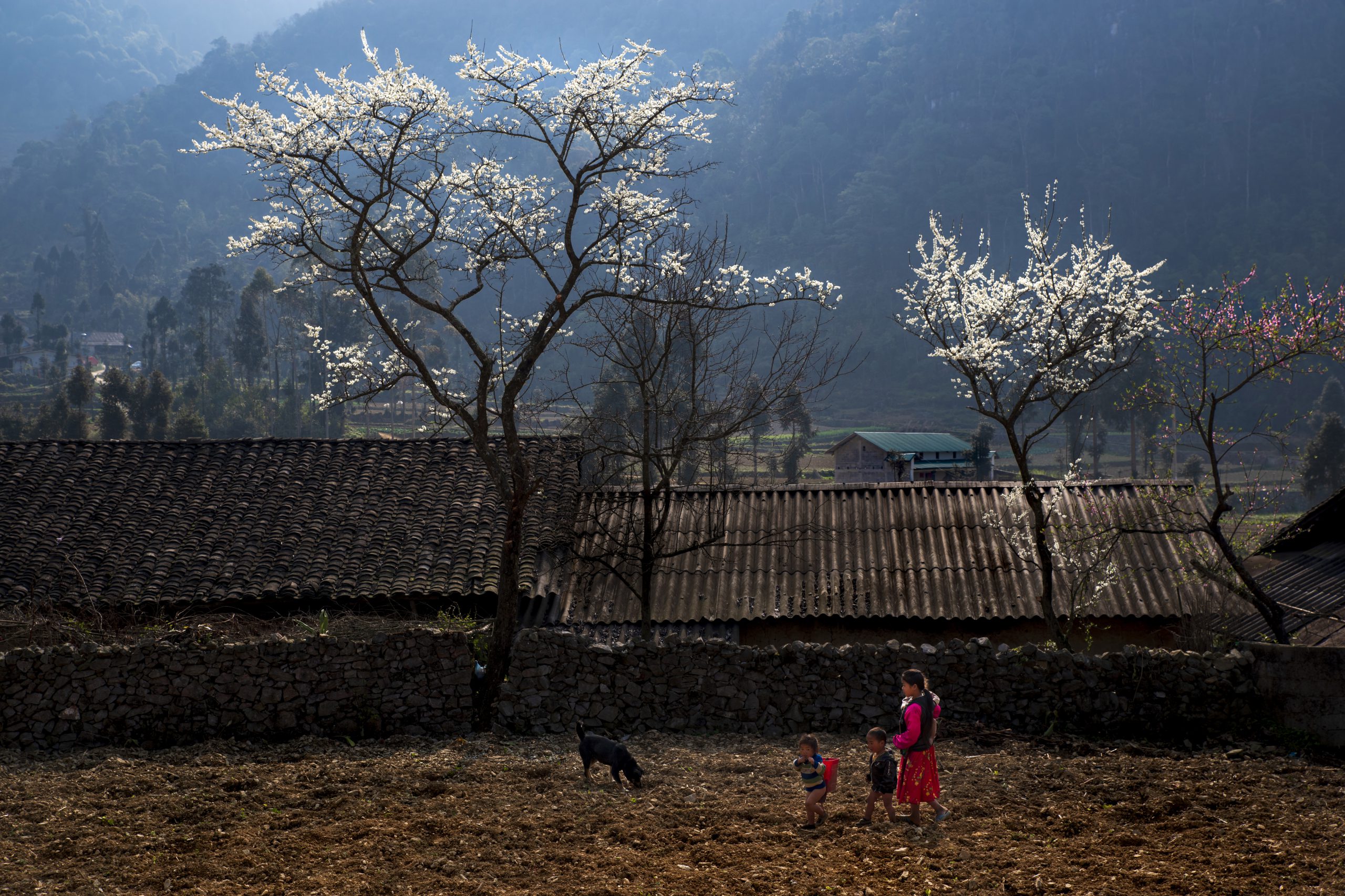71.Hà Giang nơi đá nở Hoa – Nguyễn Anh Tuấn