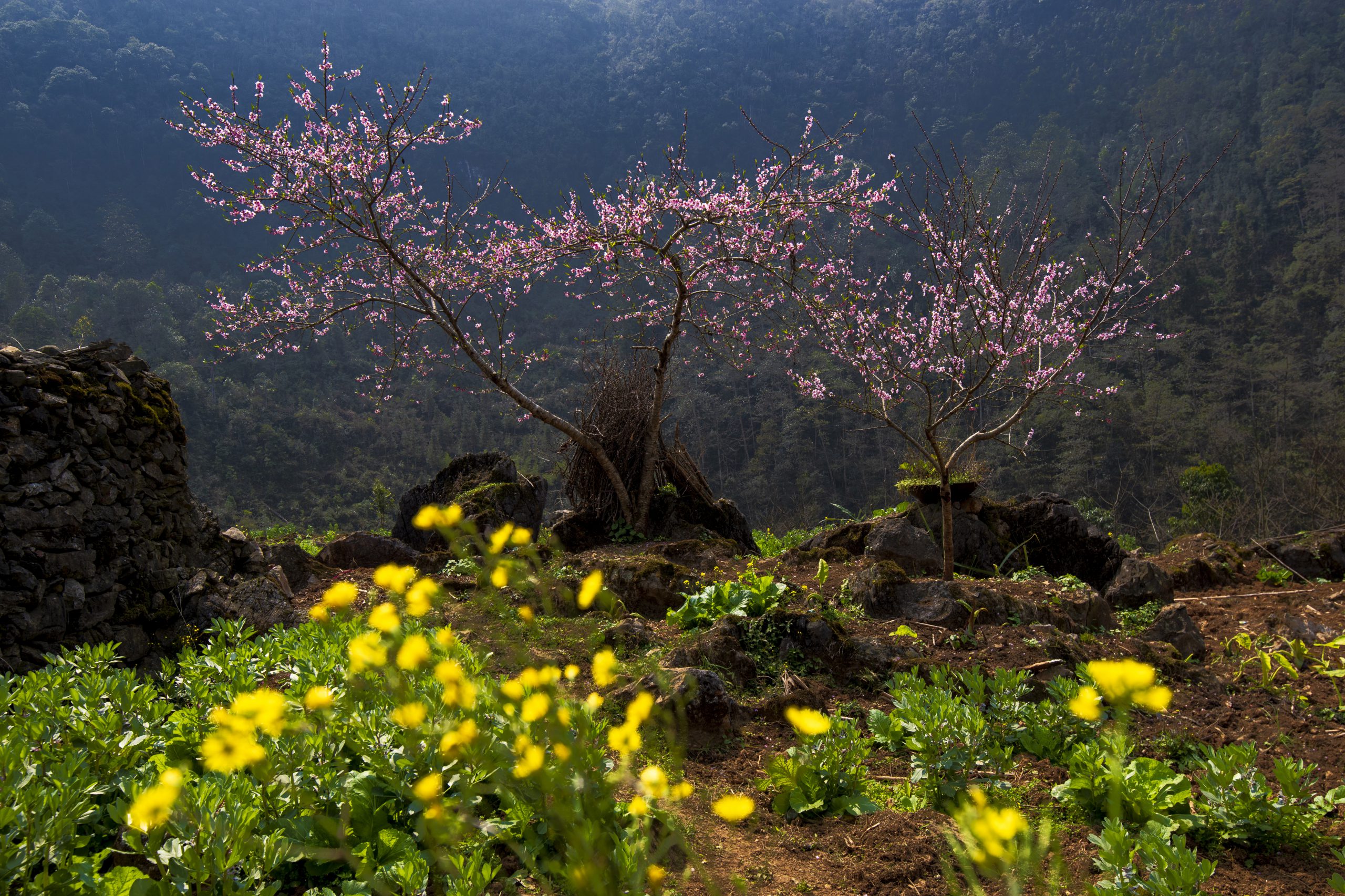 71.Hà Giang nơi đá nở Hoa – Nguyễn Anh Tuấn
