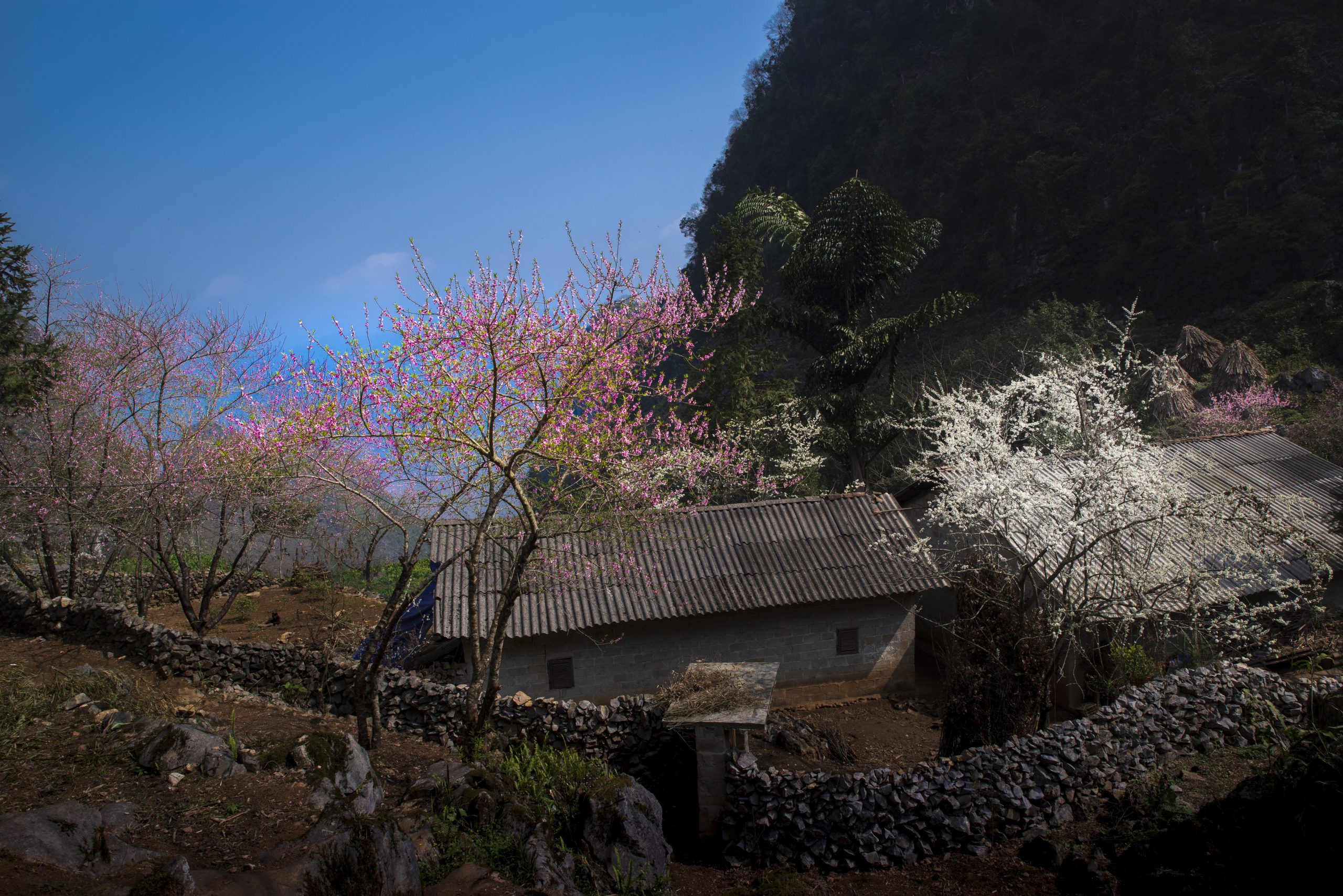 71.Hà Giang nơi đá nở Hoa – Nguyễn Anh Tuấn