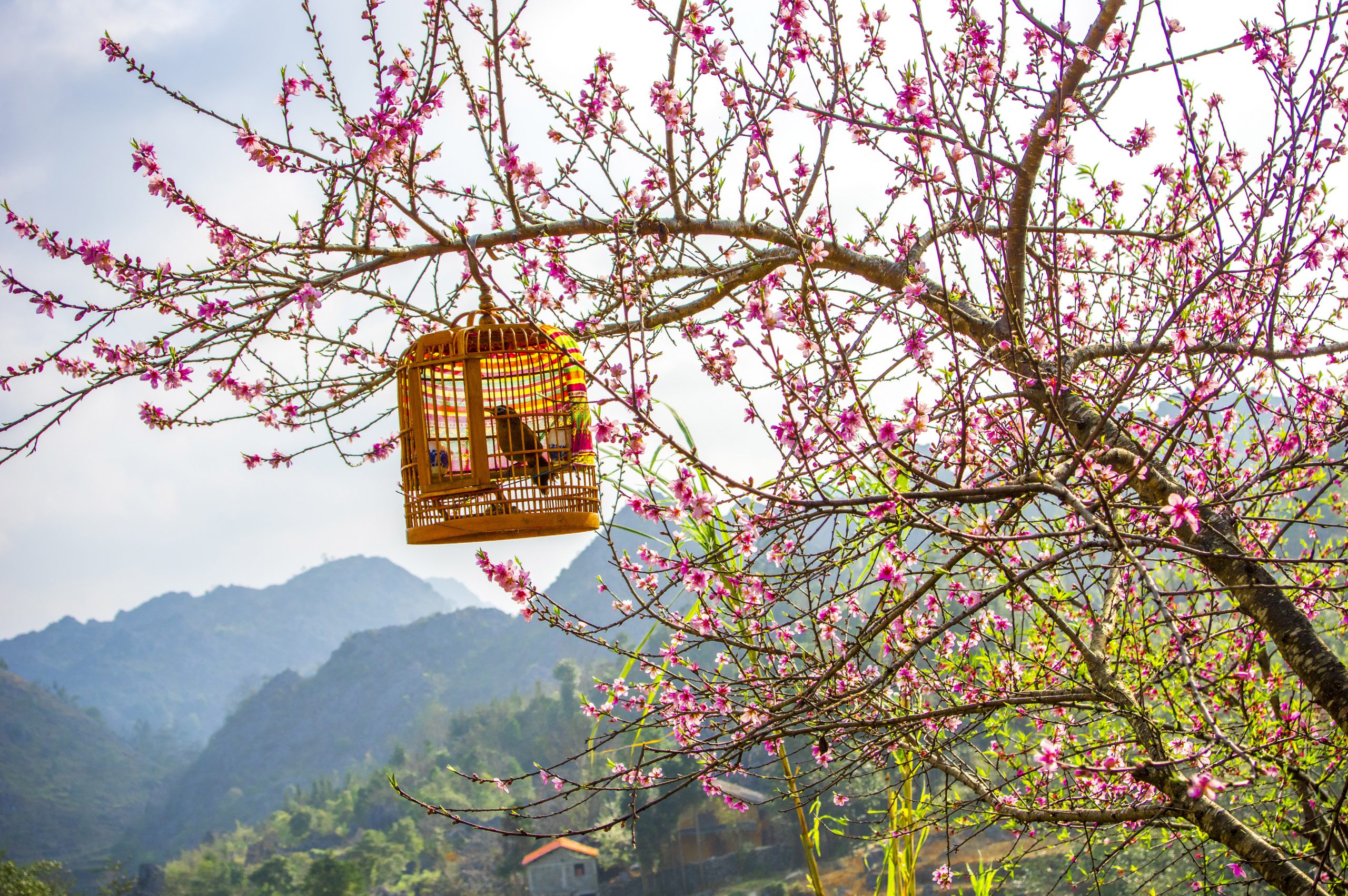 71.Hà Giang nơi đá nở Hoa – Nguyễn Anh Tuấn