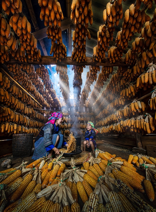 197. Mùa ngô – Nguyễn Hải