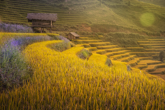 109.Sắc màu Mù Cang Chải – Kiều Nguyên Hiền Triết