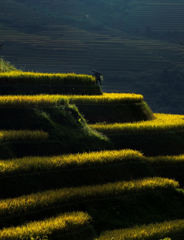 488. Chiều – Vũ Lâm