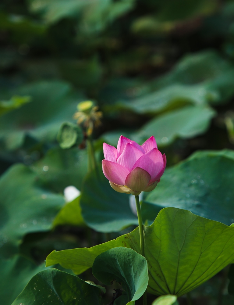 95. Sống cuộc đời như đóa liên hoa – Nguyễn Trường Minh