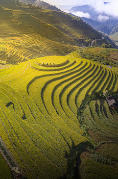 109.Sắc màu Mù Cang Chải – Kiều Nguyên Hiền Triết