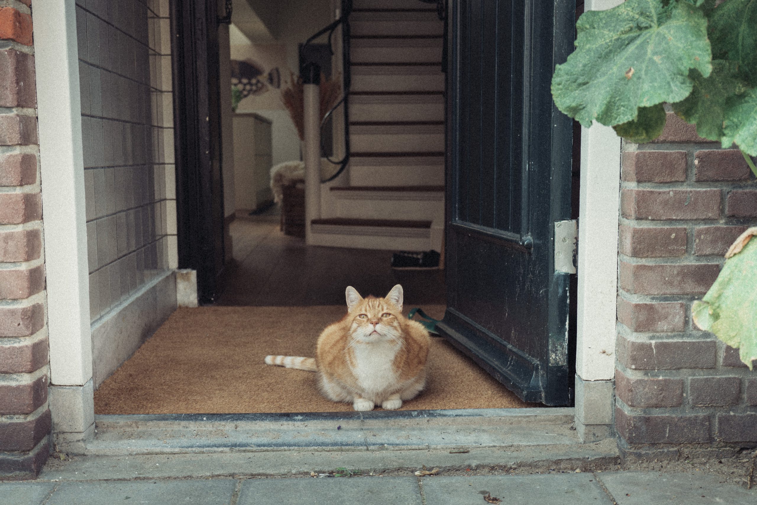 117.Hà Lan Đa Màu – Lê Trung Đức