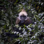 Tracking the Cat Ba langur