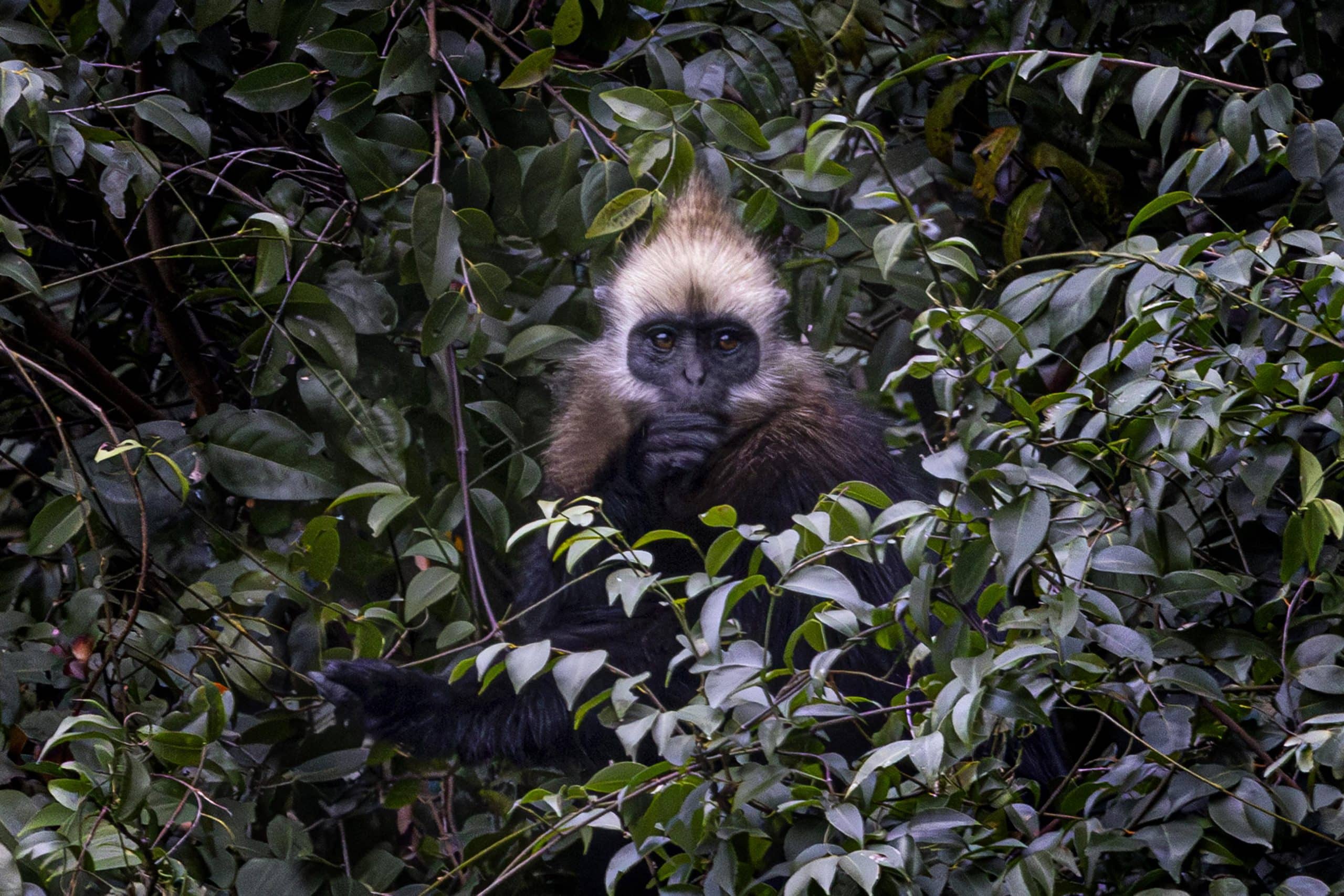 Tracking the Cat Ba langur