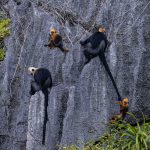 Tracking the Cat Ba langur