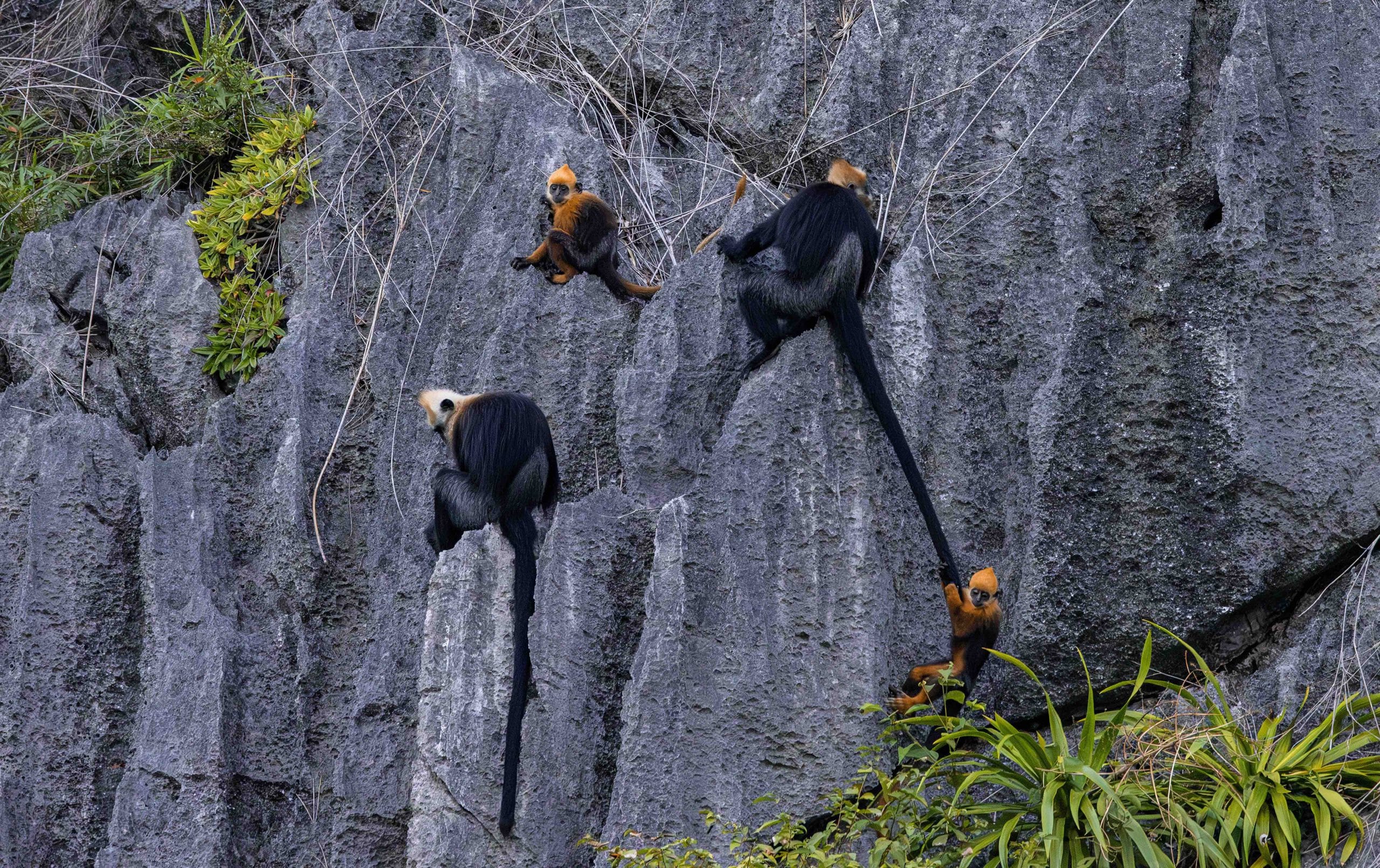 Tracking the Cat Ba langur