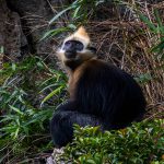 Tracking the Cat Ba langur
